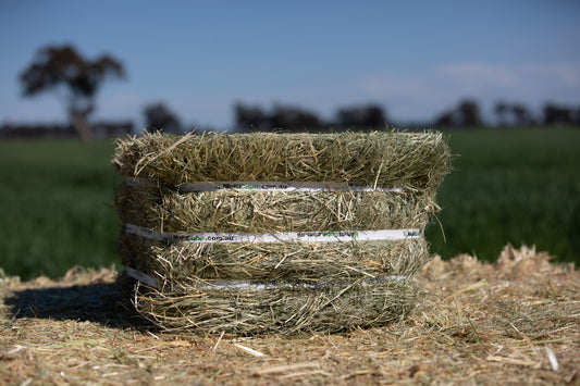 EVENT SPECIAL - Compressed Premium Teff Hay