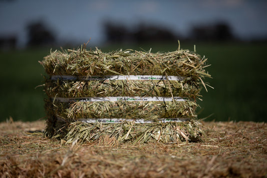 EVENT SPECIAL - Compressed Premium Oaten Hay
